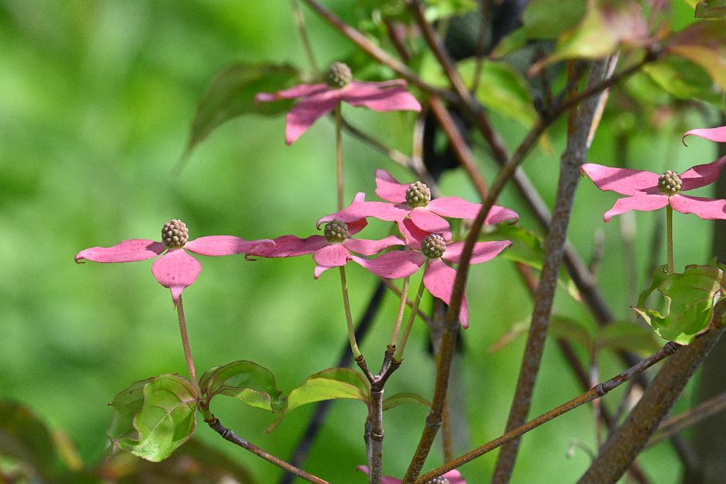 3035-05268672 Tower Hill Botanic Garden, MA.JPG - Kouisa Dogwood (Cornus kousa). New England Botanic Garden at Tower Hill, MA, 5-26-2025
